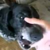 p4elabod4ik_tik_toker7