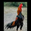 dimas234422