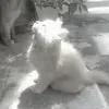 svuils