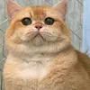ichaslbew