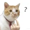 yeuemvichiecporsche