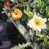 floresaxel7