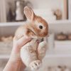 friendofbunnies