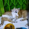 catlover_2505