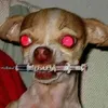 maledictus69