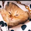 majestic_cat1