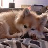 hokodothepom