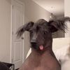 assyrianlionaml729