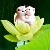 sheren949
