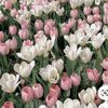 lotyfrote