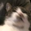 ibbert