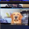 mons_41