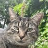 justmycatsam