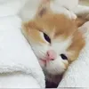 tranvanquan010