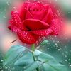 mdkashemhasan567