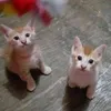 mamah.miau