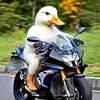 duck_official.live