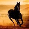 ammar_311