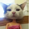 alex_aplaycomolaflor_