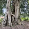 saonguyen232