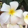 frangipani_weiss