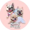hummiefrenchbulldog