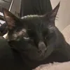toniolhs71
