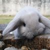 gray.bunny3