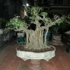 bacsicay1vn