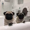 maggiemabelpugs