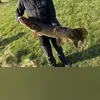 svartafisken5