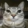 gato_falante12