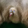 equitalupi