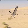 3hmad_1994