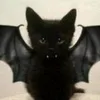 ignispeaks