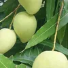 tranphuong17000