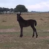 tomasceliz