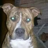 jorgito.shadow