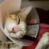 gemma_meowmeow