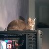 moonrabbit6666