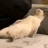 normalboir3z