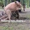 abgj86
