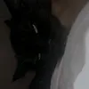 wqq0z