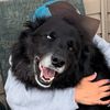 catsndogsnkidsohmy