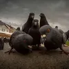 askmehere