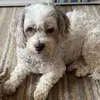 floppachops