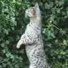peskycat42