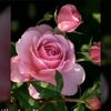 waqar.haq437
