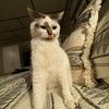 thoggynotcare