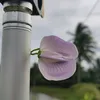 another_looking